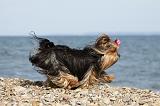 YORKSHIRE TERRIER 288